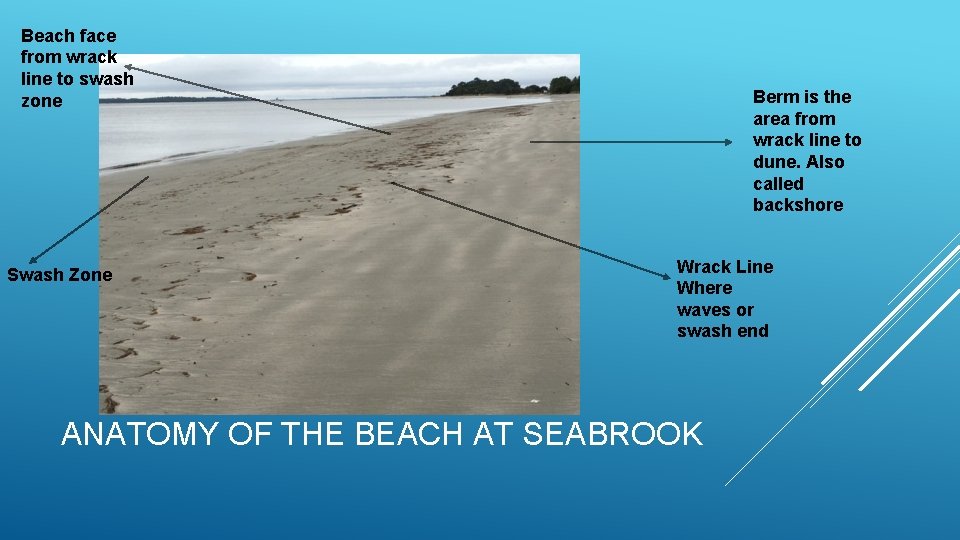 Beach face from wrack line to swash zone Swash Zone Berm is the area