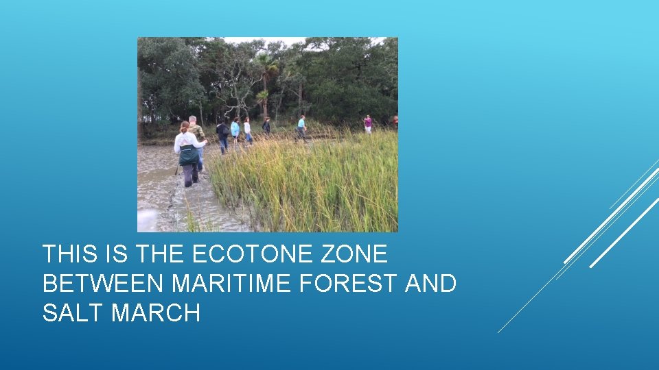 THIS IS THE ECOTONE ZONE BETWEEN MARITIME FOREST AND SALT MARCH 