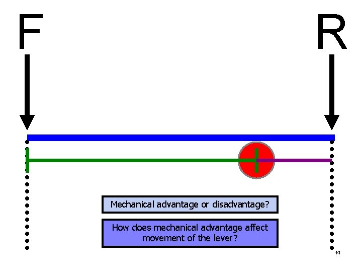 F R Mechanical advantage or disadvantage? How does mechanical advantage affect movement of the