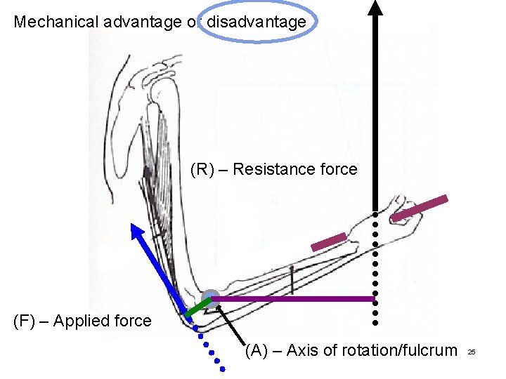 Mechanical advantage or disadvantage (R) – Resistance force (F) – Applied force (A) –