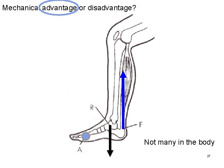 Mechanical advantage or disadvantage? Not many in the body 27 