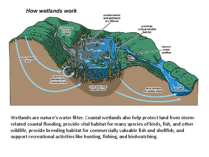 Wetlands are nature’s water filter. Coastal wetlands also help protect land from stormrelated coastal