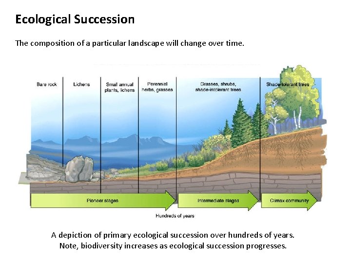 Ecological Succession The composition of a particular landscape will change over time. A depiction
