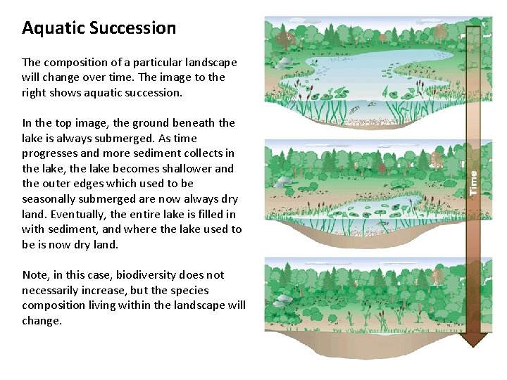 Aquatic Succession The composition of a particular landscape will change over time. The image