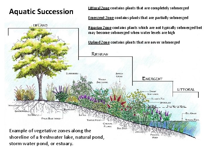 Aquatic Succession Littoral Zone contains plants that are completely submerged Emergent Zone contains plants