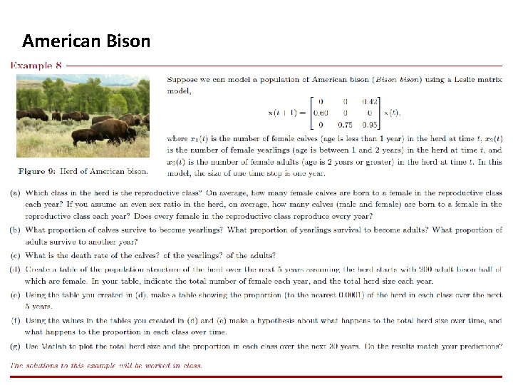 American Bison 