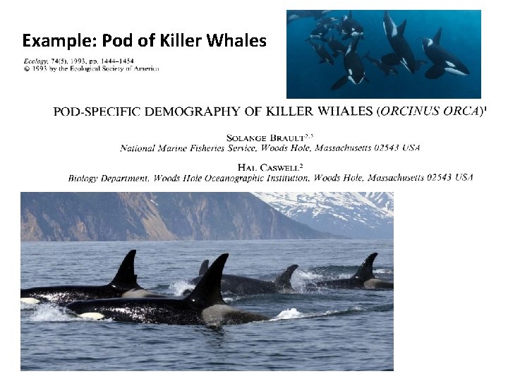 Example: Pod of Killer Whales 