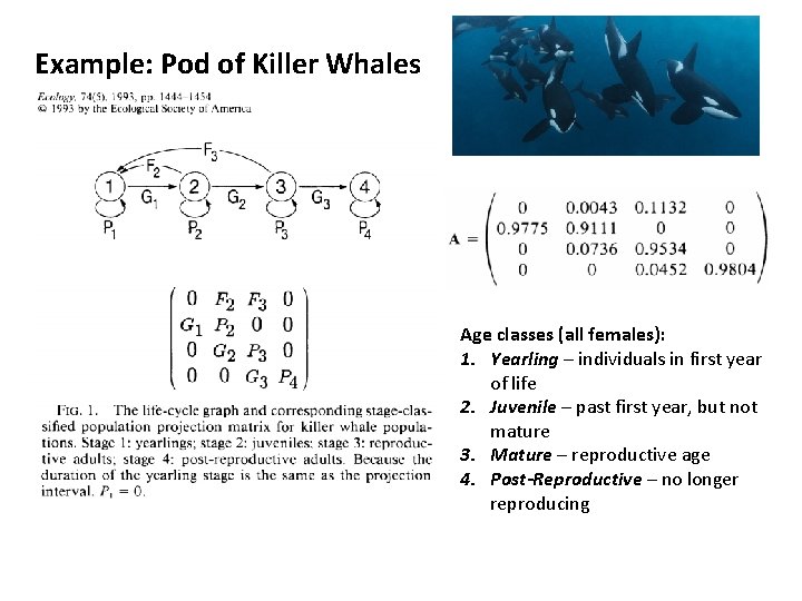 Example: Pod of Killer Whales Age classes (all females): 1. Yearling – individuals in