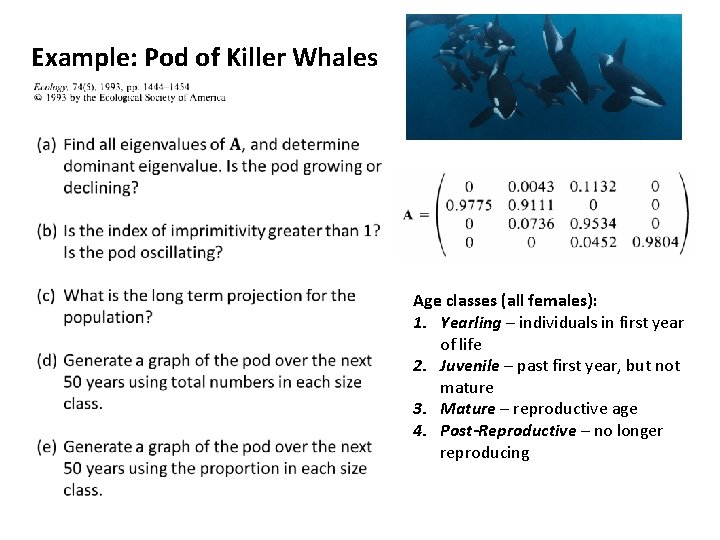 Example: Pod of Killer Whales Age classes (all females): 1. Yearling – individuals in