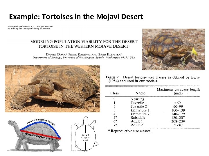Example: Tortoises in the Mojavi Desert 