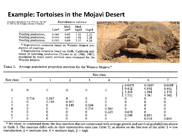 Example: Tortoises in the Mojavi Desert 