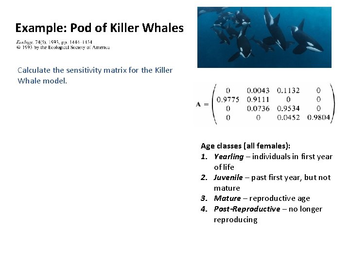 Example: Pod of Killer Whales Calculate the sensitivity matrix for the Killer Whale model.