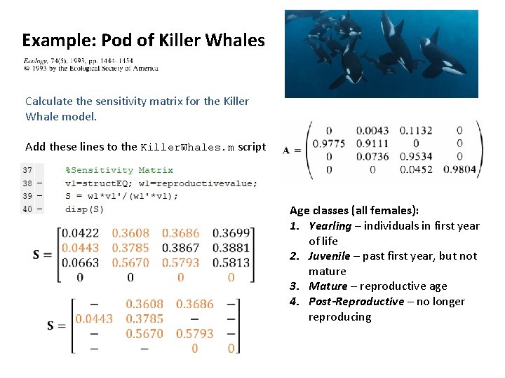 Example: Pod of Killer Whales Calculate the sensitivity matrix for the Killer Whale model.