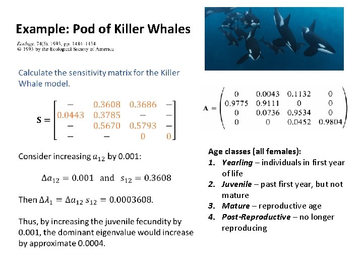 Example: Pod of Killer Whales Age classes (all females): 1. Yearling – individuals in