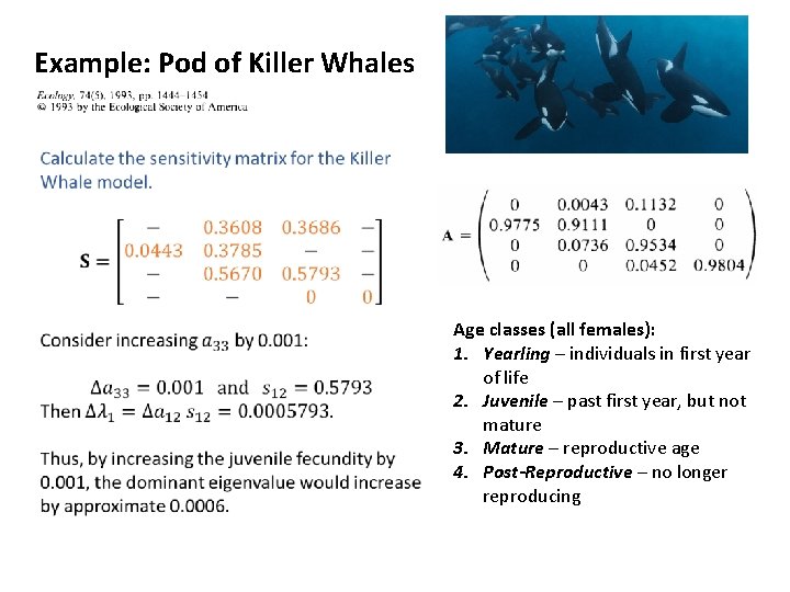 Example: Pod of Killer Whales Age classes (all females): 1. Yearling – individuals in