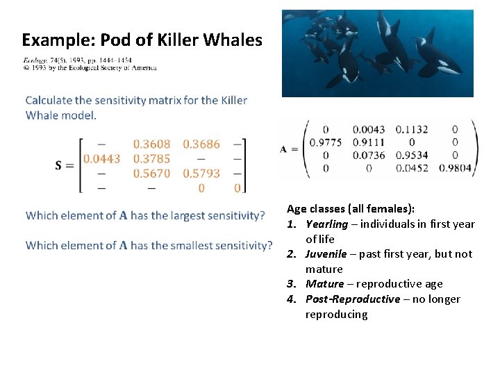 Example: Pod of Killer Whales Age classes (all females): 1. Yearling – individuals in