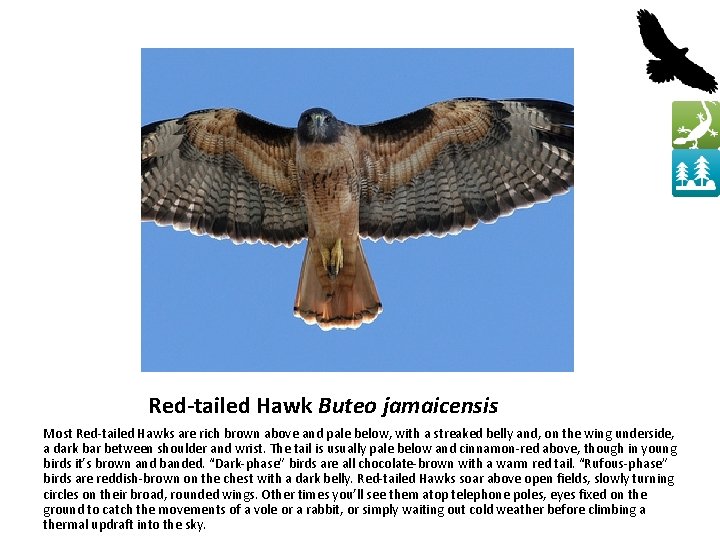 Red-tailed Hawk Buteo jamaicensis Most Red-tailed Hawks are rich brown above and pale below,