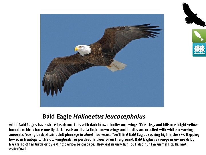 Bald Eagle Haliaeetus leucocephalus Adult Bald Eagles have white heads and tails with dark