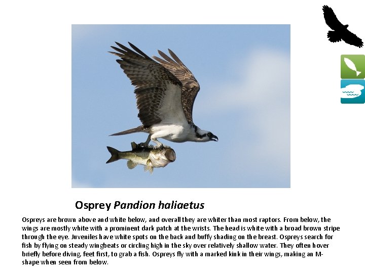 Osprey Pandion haliaetus Ospreys are brown above and white below, and overall they are