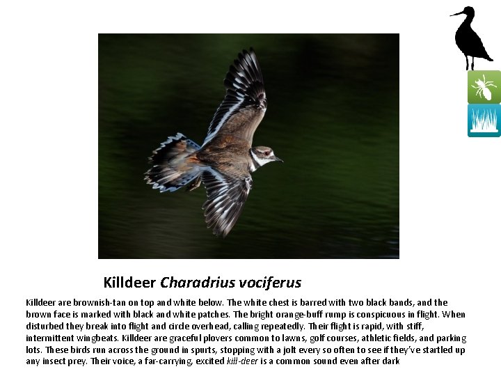 Killdeer Charadrius vociferus Killdeer are brownish-tan on top and white below. The white chest
