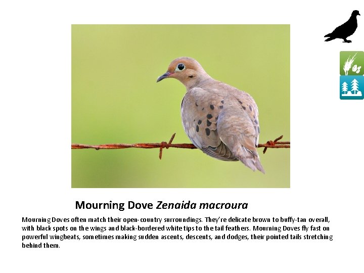 Mourning Dove Zenaida macroura Mourning Doves often match their open-country surroundings. They’re delicate brown