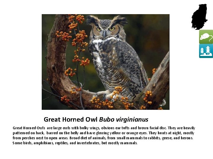 Great Horned Owl Bubo virginianus Great Horned Owls are large owls with bulky wings,