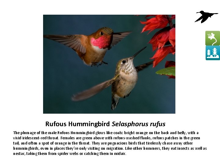 Rufous Hummingbird Selasphorus rufus The plumage of the male Rufous Hummingbird glows like coals: