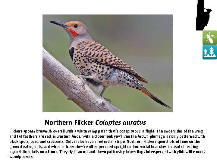 Northern Flicker Colaptes auratus Flickers appear brownish overall with a white rump patch that’s