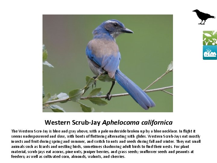 Western Scrub-Jay Aphelocoma californica The Western Scru-Jay is blue and gray above, with a