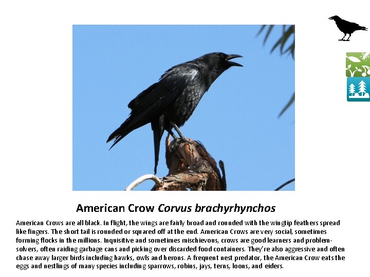 American Crow Corvus brachyrhynchos American Crows are all black. In flight, the wings are