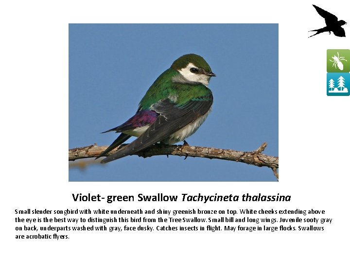 Violet- green Swallow Tachycineta thalassina Small slender songbird with white underneath and shiny greenish