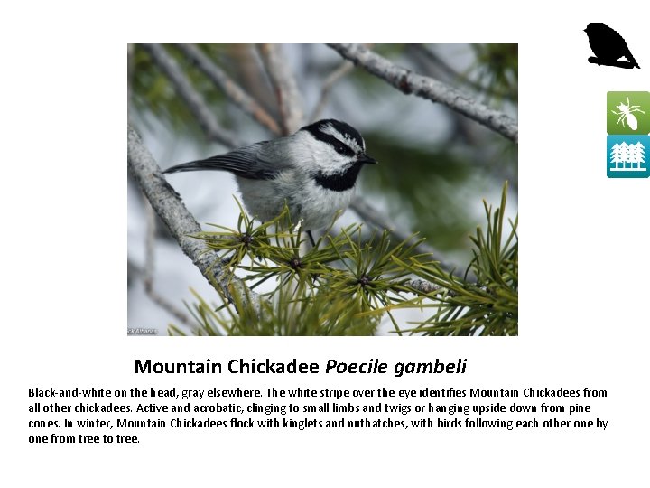 Mountain Chickadee Poecile gambeli Black-and-white on the head, gray elsewhere. The white stripe over