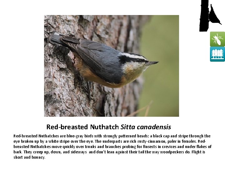 Red-breasted Nuthatch Sitta canadensis Red-breasted Nuthatches are blue-gray birds with strongly patterned heads: a