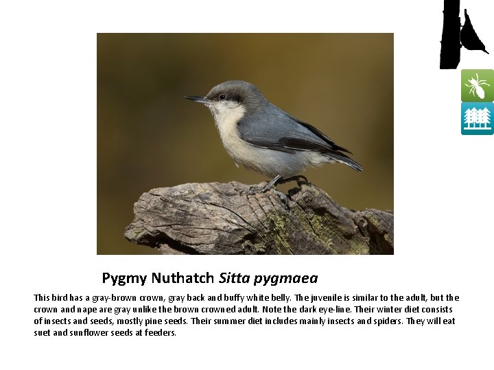 Pygmy Nuthatch Sitta pygmaea This bird has a gray-brown crown, gray back and buffy
