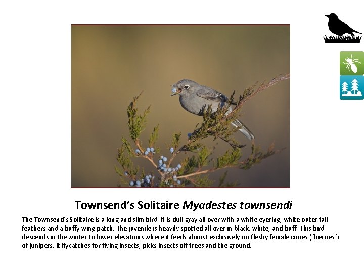 Townsend’s Solitaire Myadestes townsendi The Townsend’s Solitaire is a long and slim bird. It