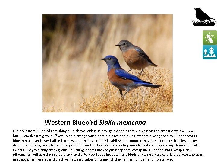 Western Bluebird Sialia mexicana Male Western Bluebirds are shiny blue above with rust-orange extending