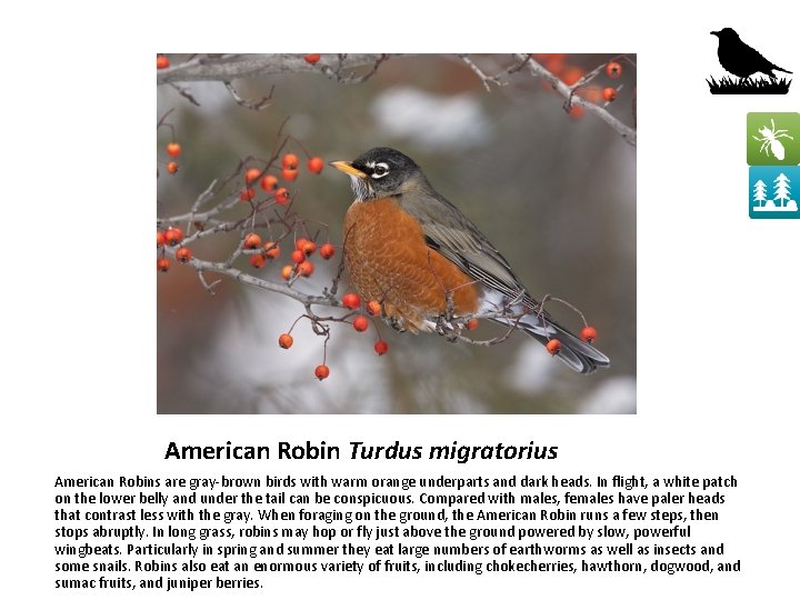 American Robin Turdus migratorius American Robins are gray-brown birds with warm orange underparts and