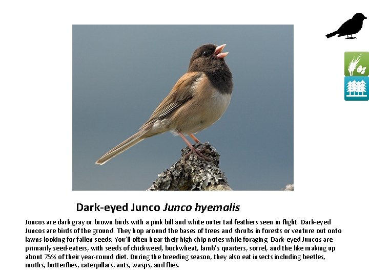 Dark-eyed Junco hyemalis Juncos are dark gray or brown birds with a pink bill