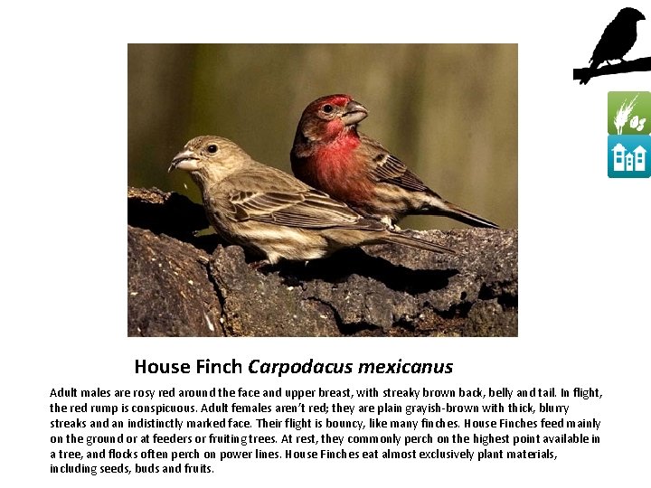 House Finch Carpodacus mexicanus Adult males are rosy red around the face and upper