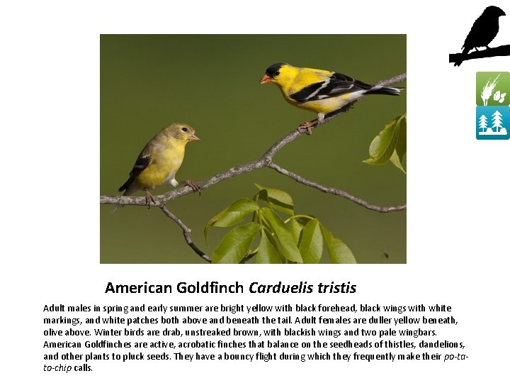 American Goldfinch Carduelis tristis Adult males in spring and early summer are bright yellow