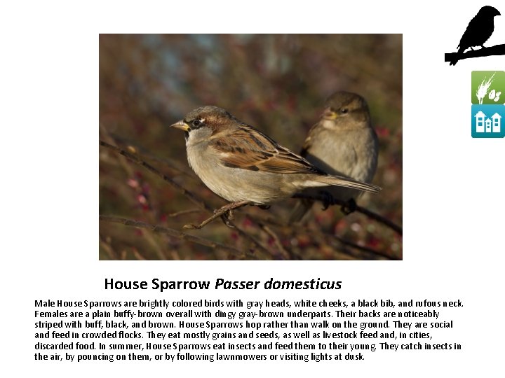 House Sparrow Passer domesticus Male House Sparrows are brightly colored birds with gray heads,