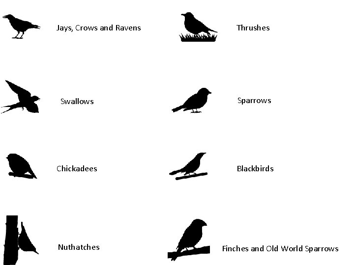 Jays, Crows and Ravens Thrushes Swallows Sparrows Chickadees Blackbirds Nuthatches Finches and Old World