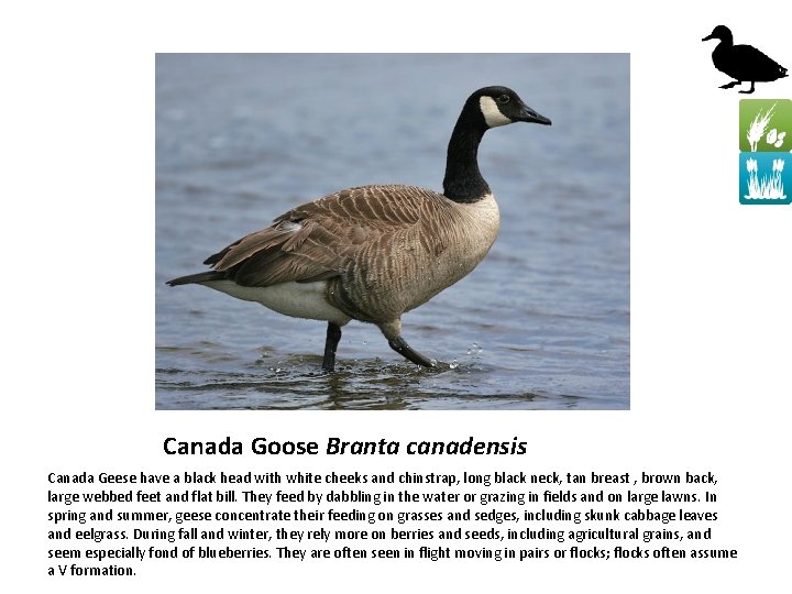 Canada Goose Branta canadensis Canada Geese have a black head with white cheeks and