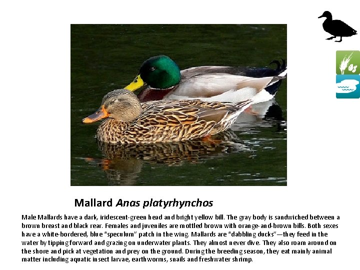 Mallard Anas platyrhynchos Male Mallards have a dark, iridescent-green head and bright yellow bill.