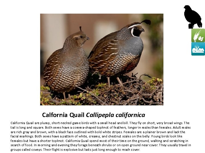 Calfornia Quail Callipepla californica California Quail are plump, short-necked game birds with a small