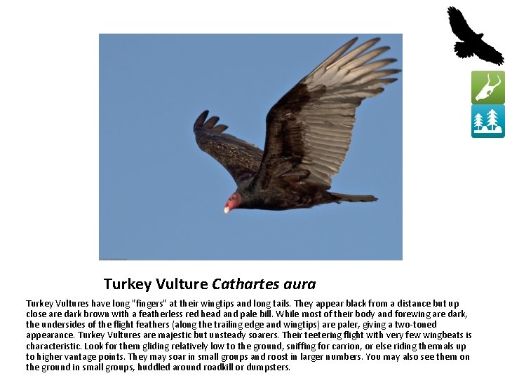 Turkey Vulture Cathartes aura Turkey Vultures have long "fingers" at their wingtips and long