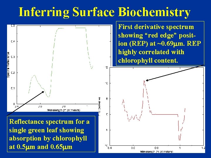Inferring Surface Biochemistry First derivative spectrum showing “red edge” position (REP) at ~0. 69