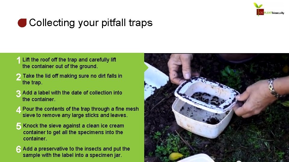 Collecting your pitfall traps the roof off the trap and carefully lift 1 Lift