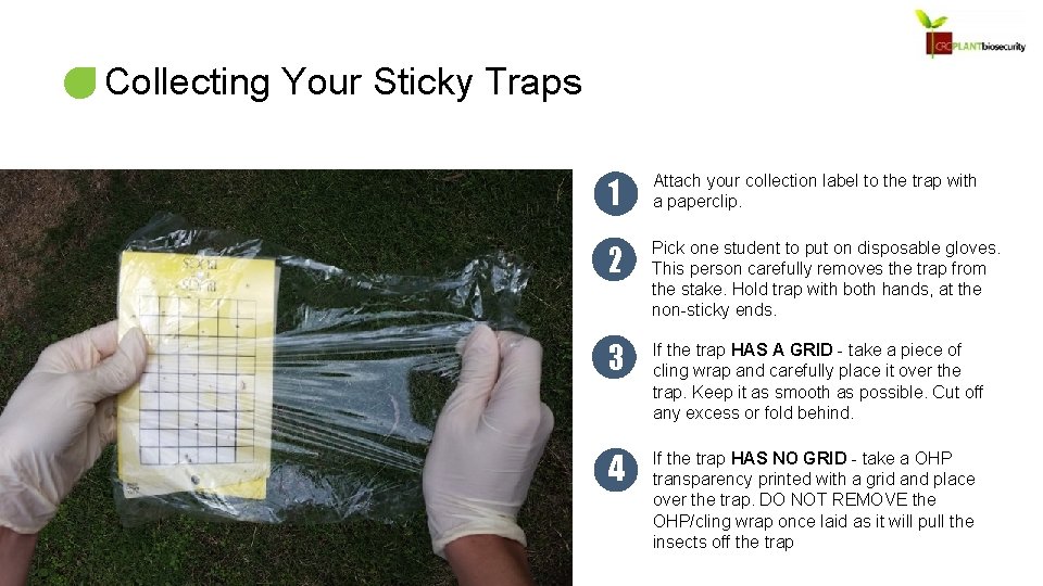 Collecting Your Sticky Traps 1 Attach your collection label to the trap with a