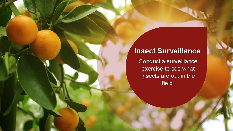 Insect Surveillance Conduct a surveillance exercise to see what insects are out in the